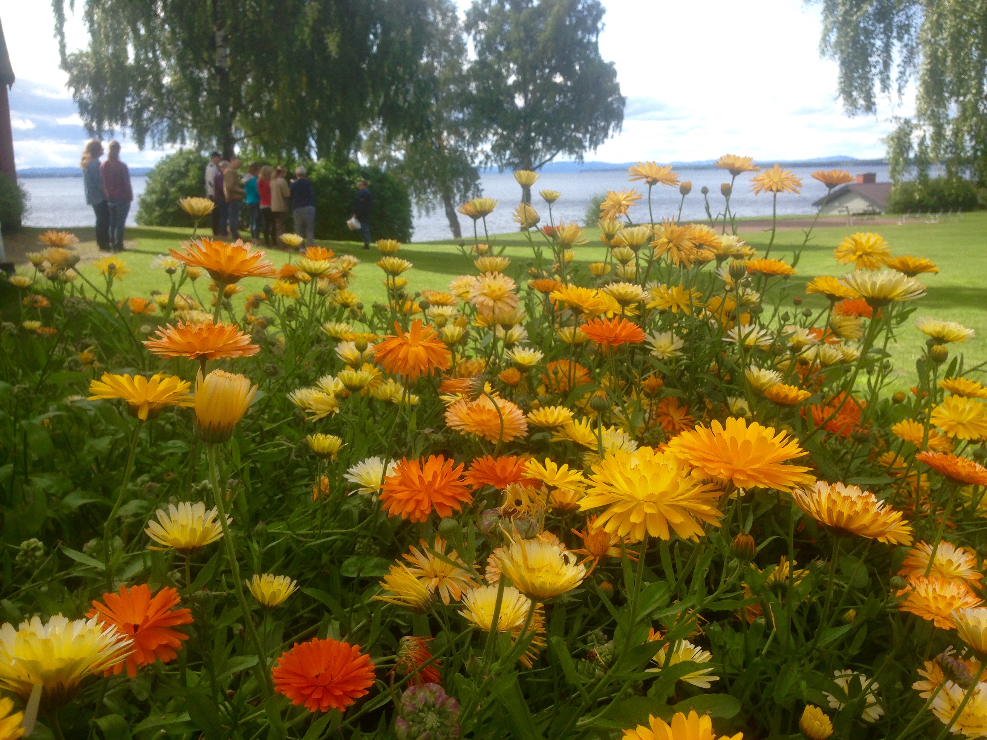 Blommor på innergården. Foto Lotta Backlund