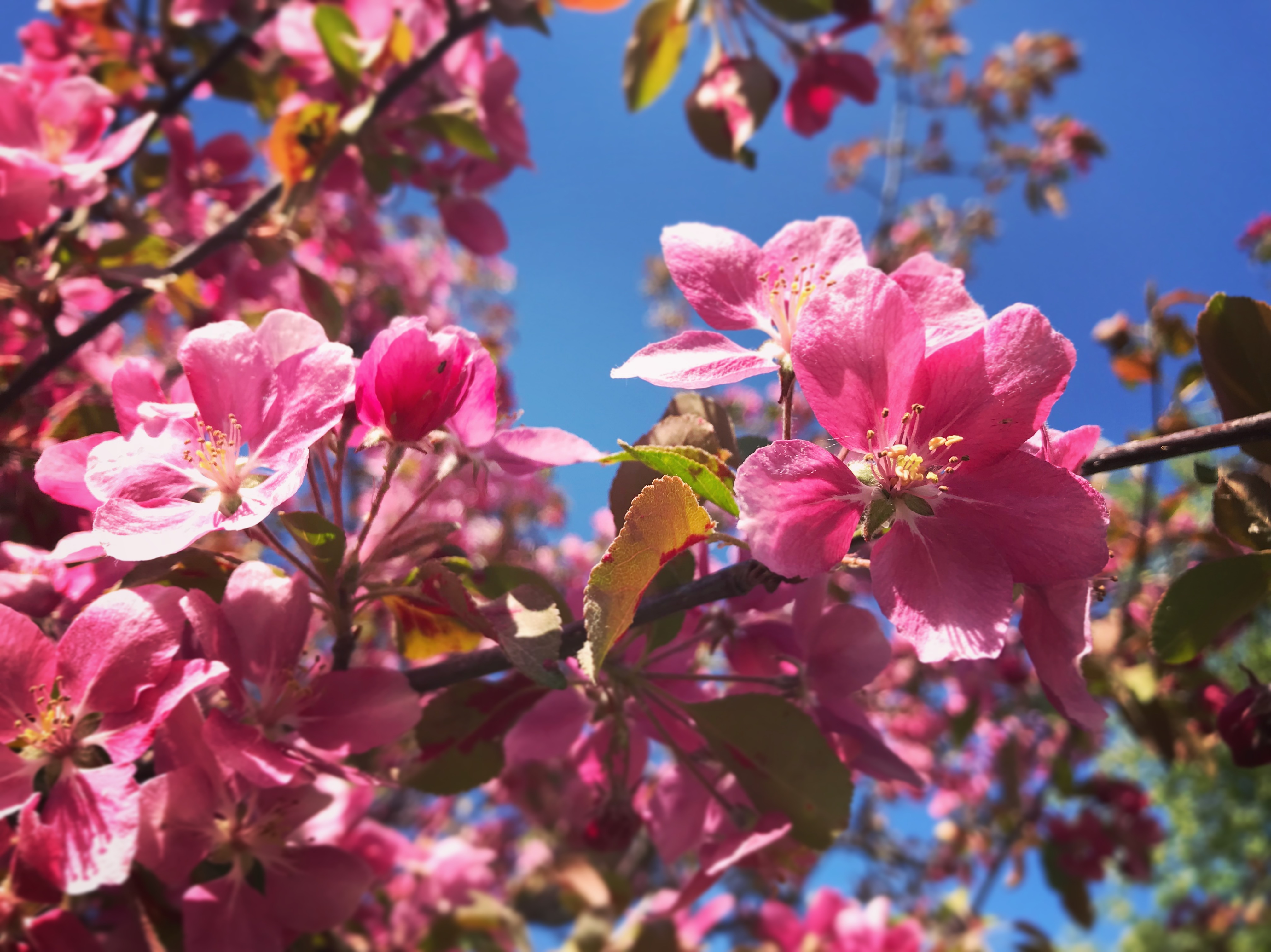 Blommande paradisäppelträd Foto Lotta Backlund