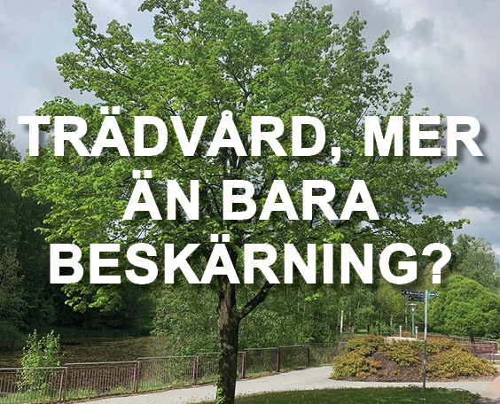 TRÄDVÅRD 1
