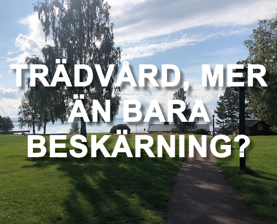 TRÄDVÅRD 2